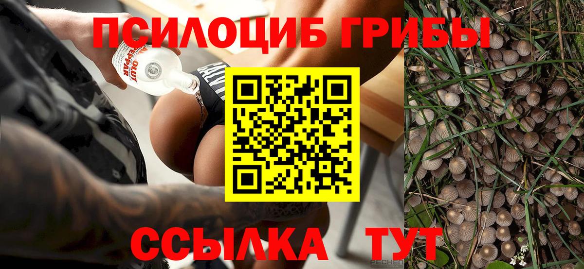 Новосибирск  Псилоцибиновые грибы Psilocybine cubensis  как найти закладки  Вход с VPN 